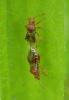 Rhopalus subrufus